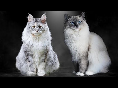  Différences entre les chats Maine Coon et sibériens 