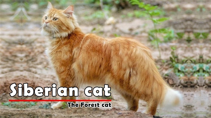  Perbedaan Antara Maine Coon & Kucing Siberia 