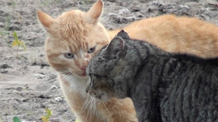  Atšķirības starp Meinas pavalstu un Sibīrijas kaķiem 