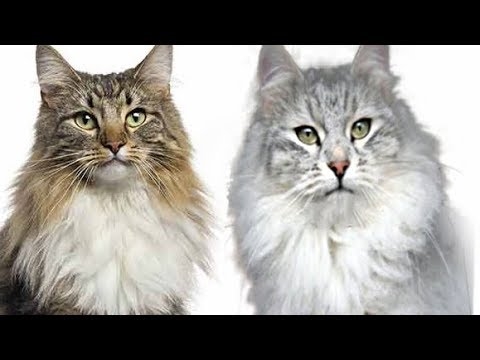  Forskjeller mellom Maine Coon og Siberian Cats 