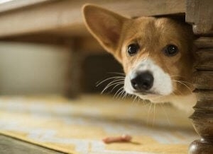  Varför gömmer sig hundar under sängar? 