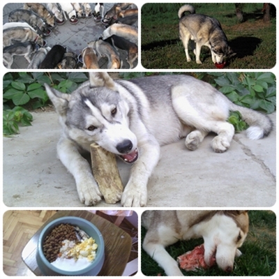 Hábitos alimenticios de los perros esquimales siberianos 