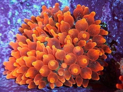  Hvordan mate boble tips anemone 