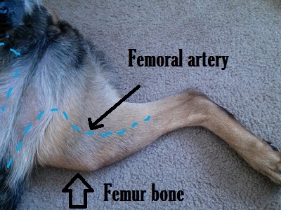 Как да вземете феморален пулс при куче 