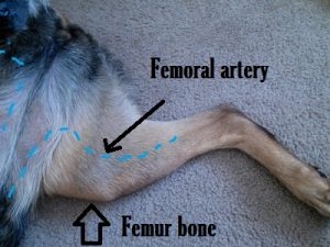  犬の大腿脈をとる方法 