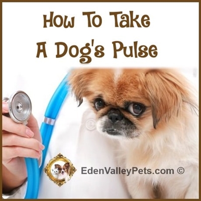  Ako si vziať femorálny pulz u psa 