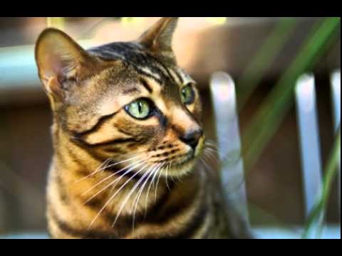  Wissenswertes über Bengal Cats 