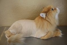  Davanje šišanja himalajskoj mački 