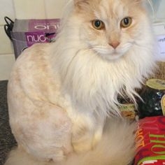  Dare un taglio di capelli a un gatto himalayano 