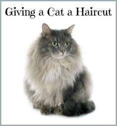  Ge en Himalaya katt en frisyr 