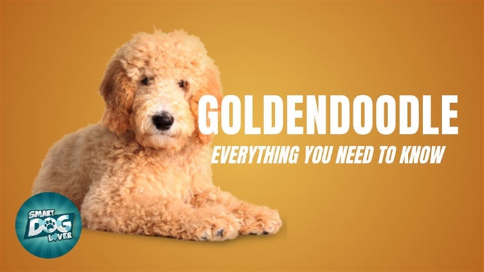  Er Goldendoodles lette at træne i huset? 