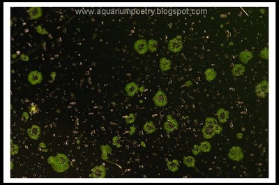  كيفية إزالة الطحالب الخضراء من زجاج حوض السمك 