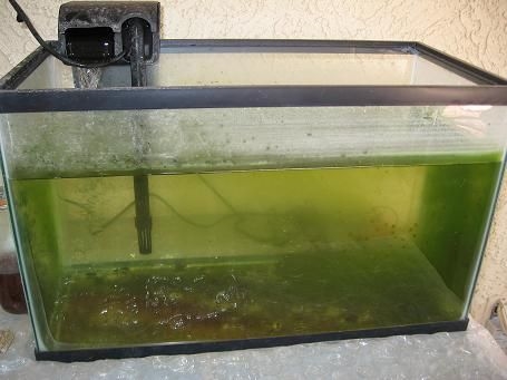  Wie man Grünalgen vom Aquariumglas entfernt 