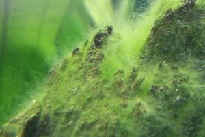  Hogyan lehet eltávolítani a zöld algákat az akváriumi üvegből 