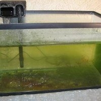  Como tirar algas verdes do vidro do aquário 