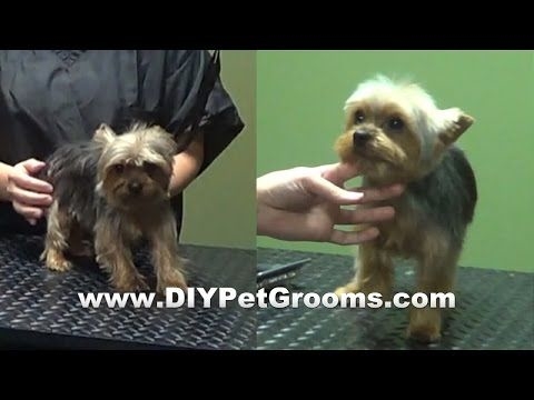  Hoe een Yorkie Poo Dog te verzorgen 