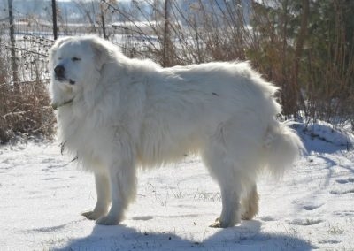  Aseo de un perro gran Pirineo 