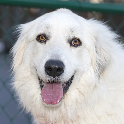 Grooming a Great Pyrenees Dog 