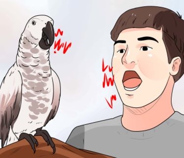  Cara Menjinakkan Burung Cockatiel 