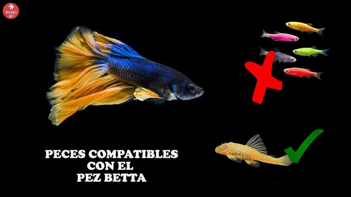 ¿Qué sucede cuando un cíclido y un pez beta se colocan en la misma pecera? 