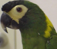  Sundhedsproblemer ved Senegal papegøjer 