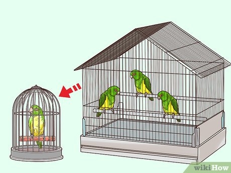  Gesundheitsprobleme senegalesischer Papageien 