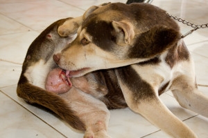  Házi orvoslás a kutyák gázához 