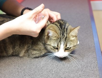  Alternatywy dla insuliny dla kotów z cukrzycą 