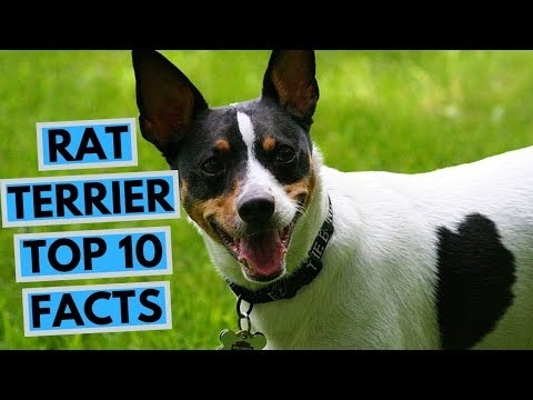  Vilken typ av skötselkrav har Rat Terrier? 