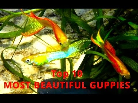  Druhy Guppies 