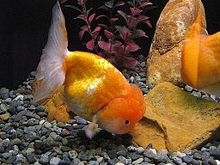  Lionhead Goldfish Care 