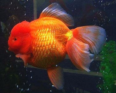  Нега златне рибице Лионхеад 