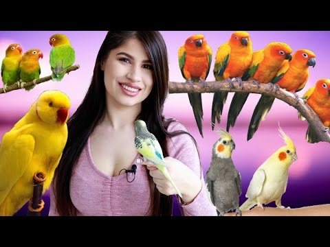  Силният шум влияе ли на папагалите? 