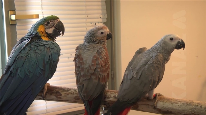  Utječe li glasna buka na papige? 
