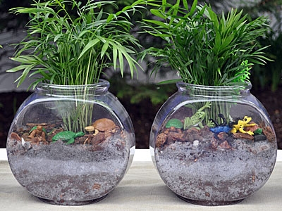  Betta Fish Bowls maken met planten 