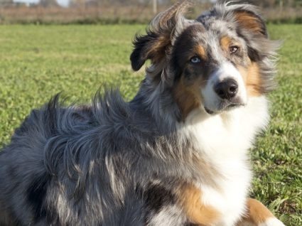  Como tornar seu cão leal 