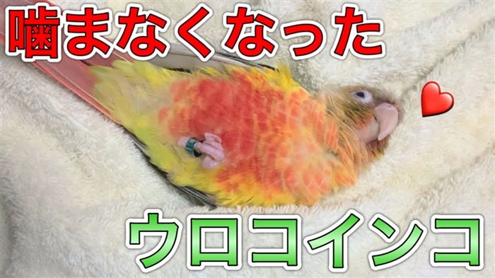  男性と女性のオカメインコは互換性がありますか？ 