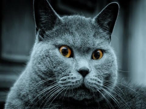  Mi az orosz kék macska személyisége? 