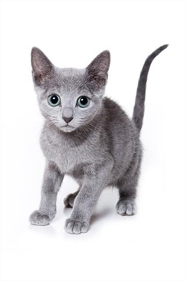  러시아 파란 고양이의 성격은 무엇입니까? 