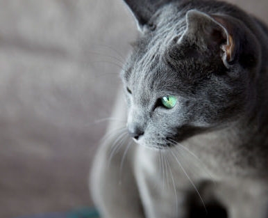  Wat is de persoonlijkheid van een Russische blauwe kat? 