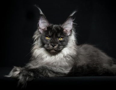  ¿Cuál es la personalidad de los gatitos Maine Coon? 