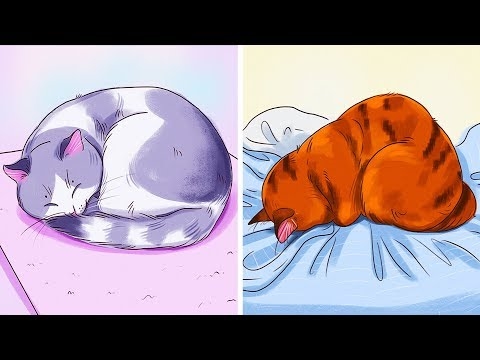  Problemy z kotem z nadwagą, który nie może się samodzielnie umyć 
