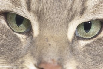  Prognosen för hypertyreoidism hos katter på tapazol 