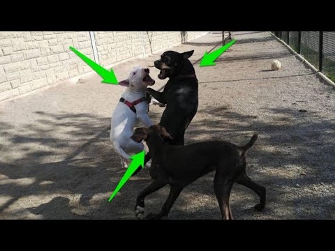  Cómo castigar a un perro por morder 