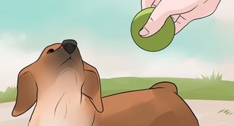  Comment punir un chien pour avoir mordu 