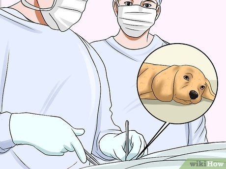  Come punire un cane per mordere 