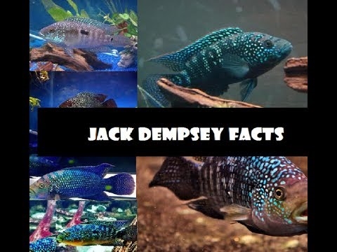  Thiết lập hồ cá được đề xuất cho Jack Dempsey Cichlids 