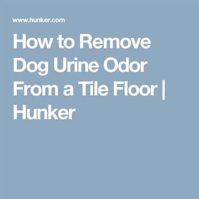  Kuidas eemaldada koera uriini lõhn plaatide põrandalt 
