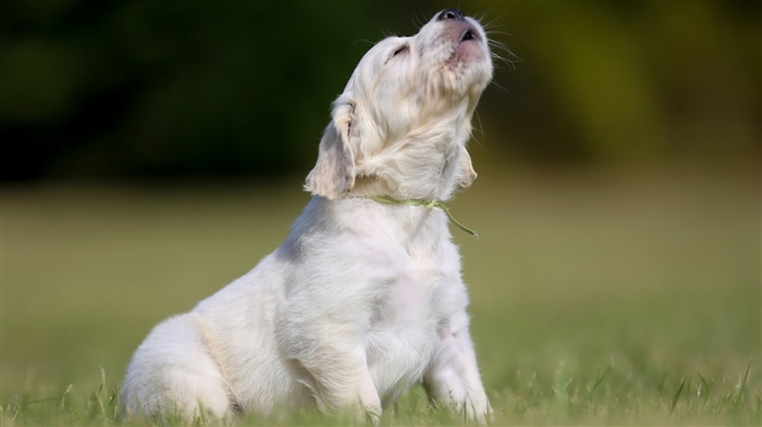 A kutyák bélproblémáinak jelei és tünetei 