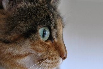  Πώς να επιλύσετε προβλήματα κυριαρχίας με μια γάτα Maine Coon 